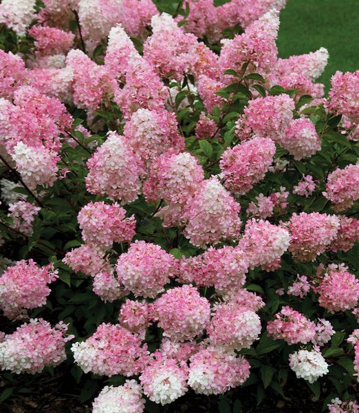 Hydrangea paniculata  'Vanilla Fraise' 3,5 lit.